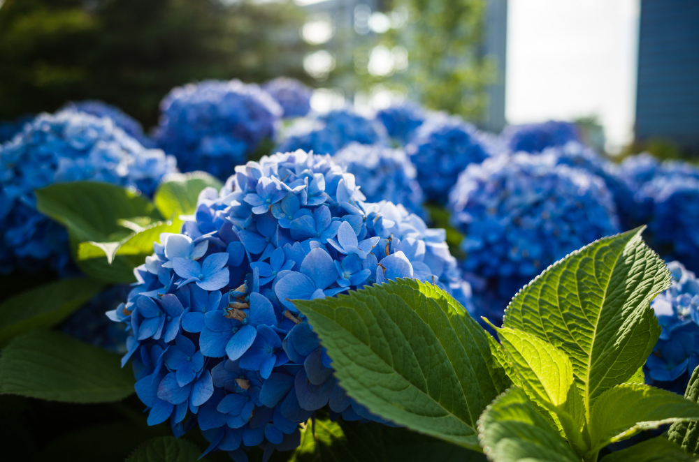 Bunga hydrangea biru