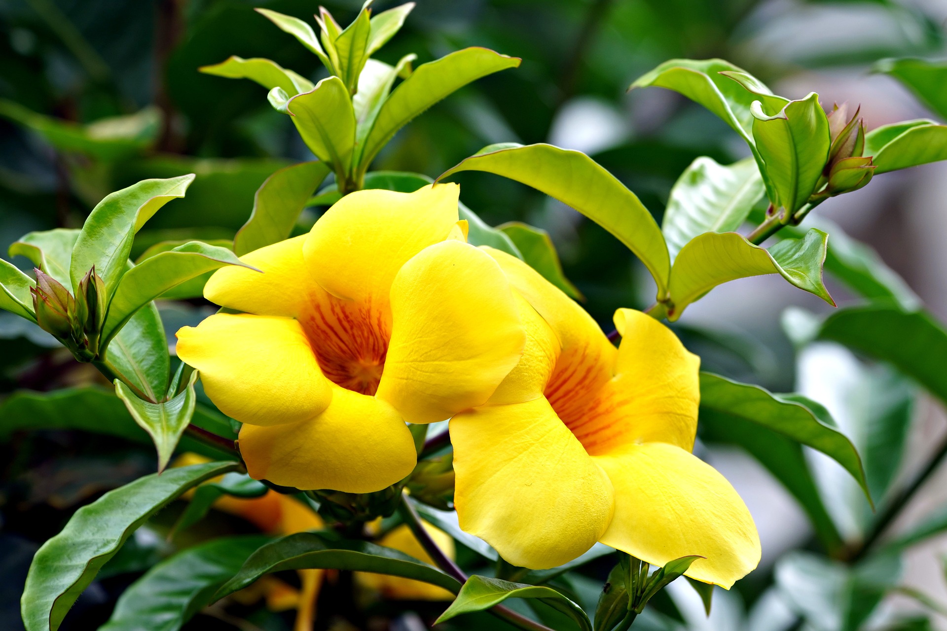 Dua Bunga Alamanda Kuning