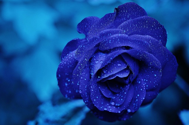 Setangkai mawar biru